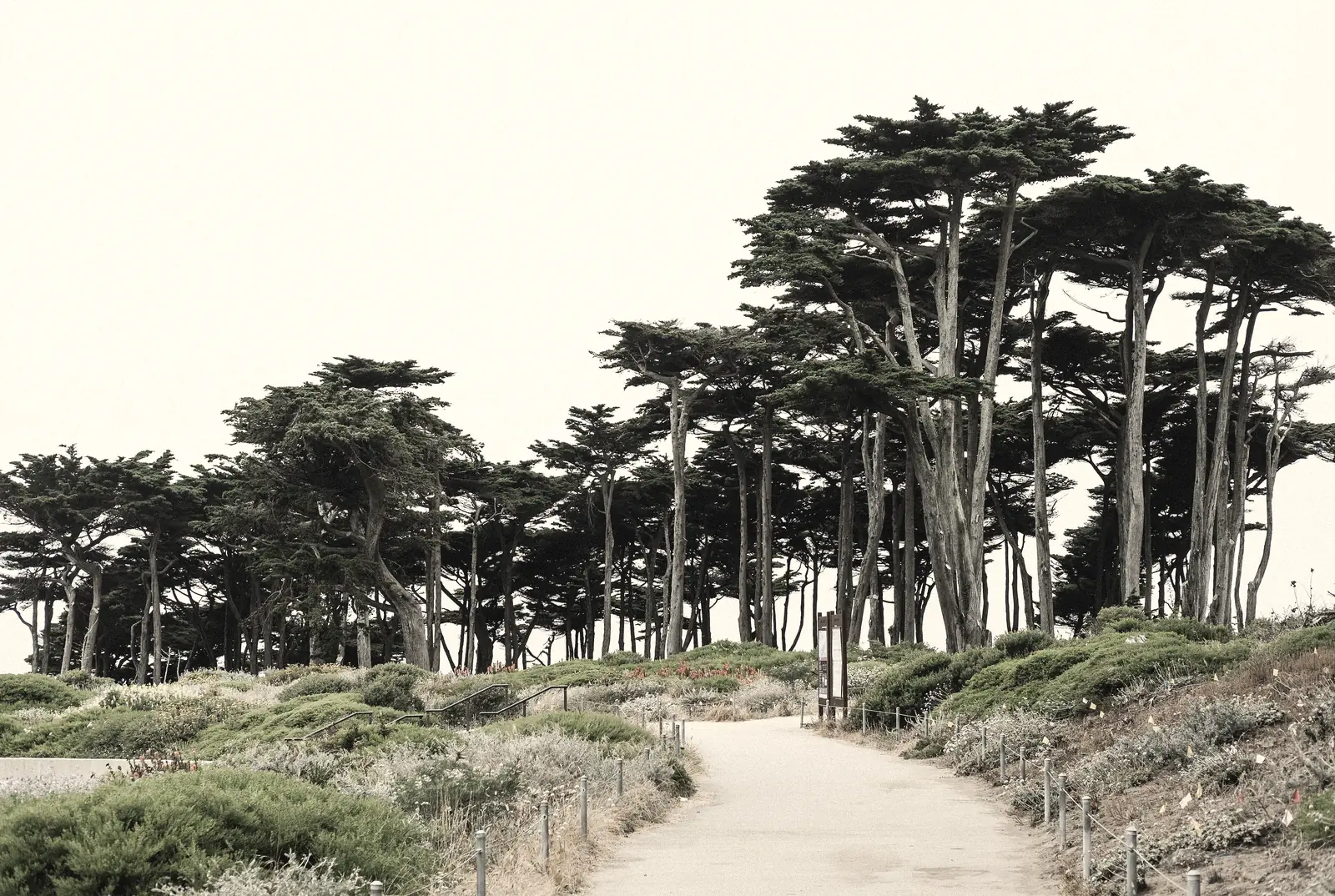 Photo of a wide trail under windswept cypress trees at Lands End